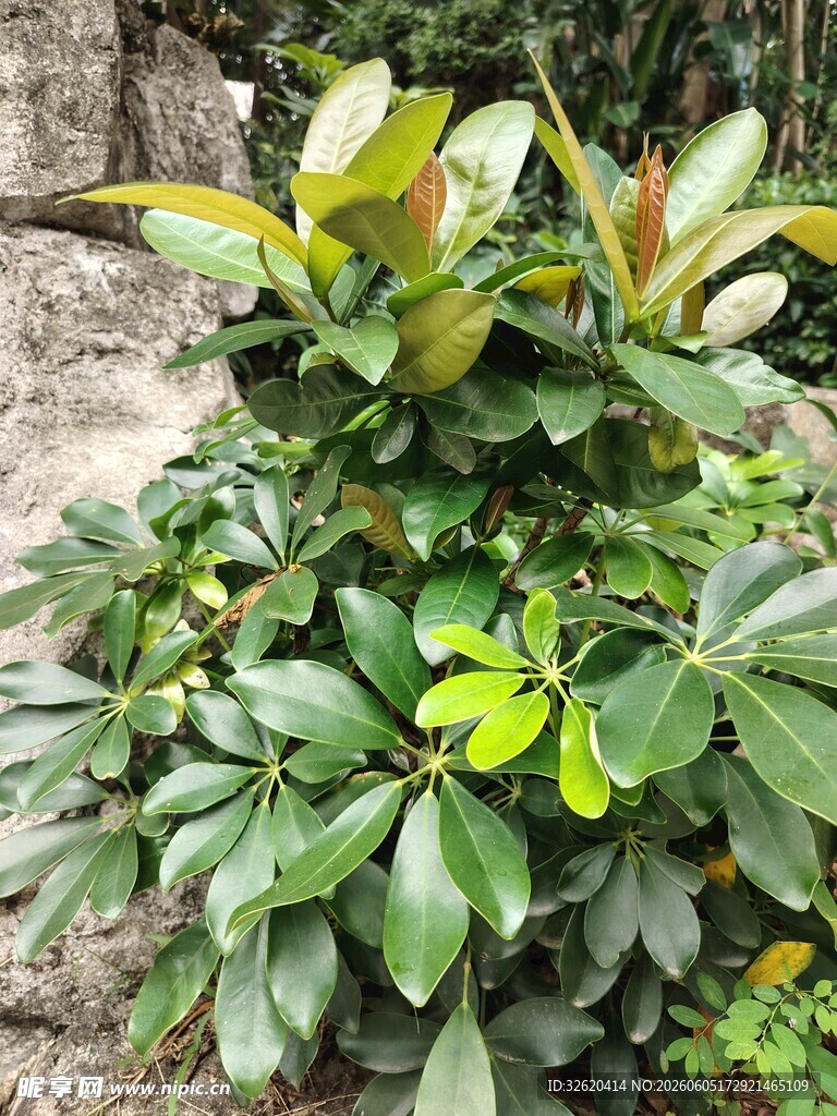 绿叶繁茂的绿植景观