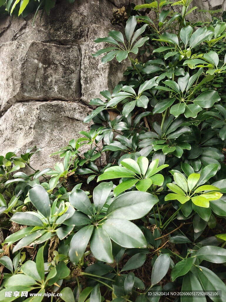 石边繁茂绿植