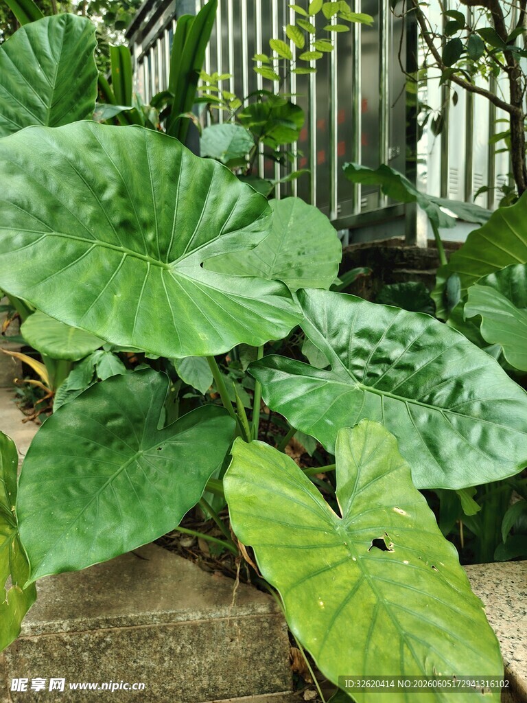 大叶片绿植