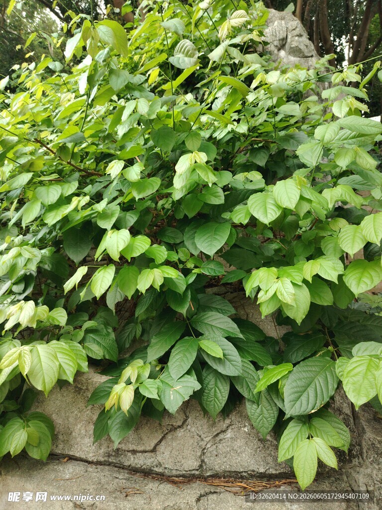 绿叶繁茂的墙角植物