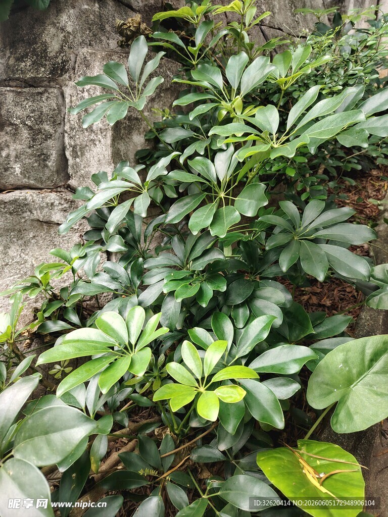 石缝间的繁茂绿植