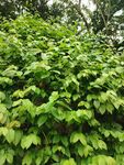 繁茂绿植展现盎然生机