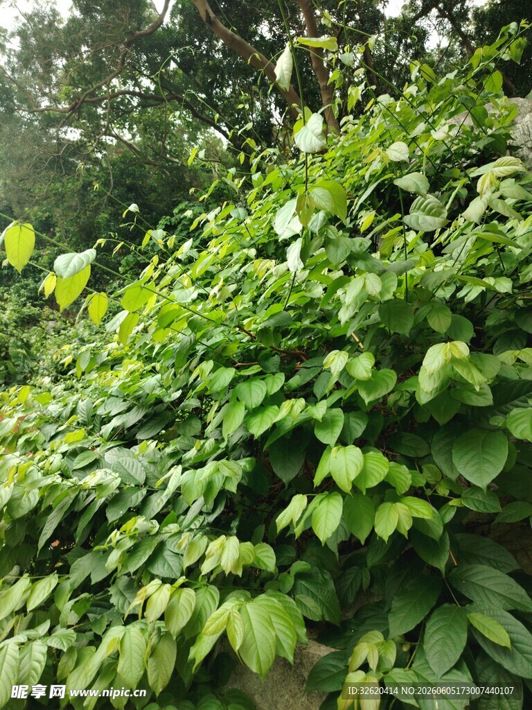 繁茂绿植