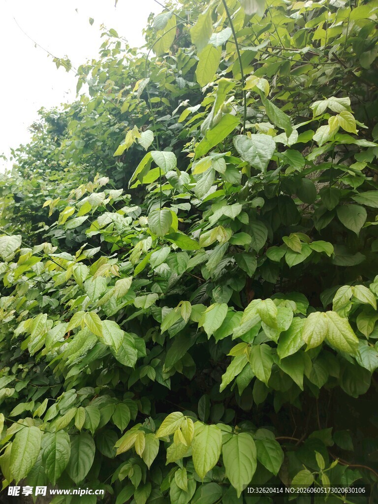 繁茂绿叶植物景观