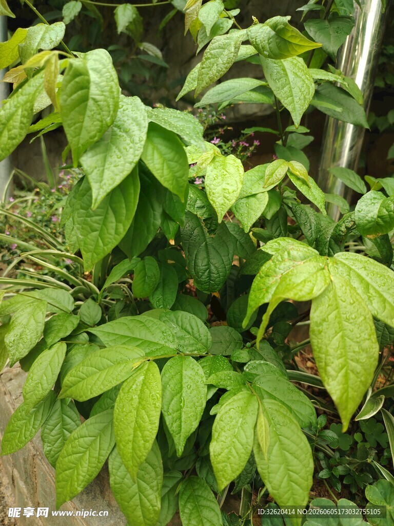 翠绿繁茂的植物叶片