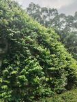 茂密绿植覆盖的山坡