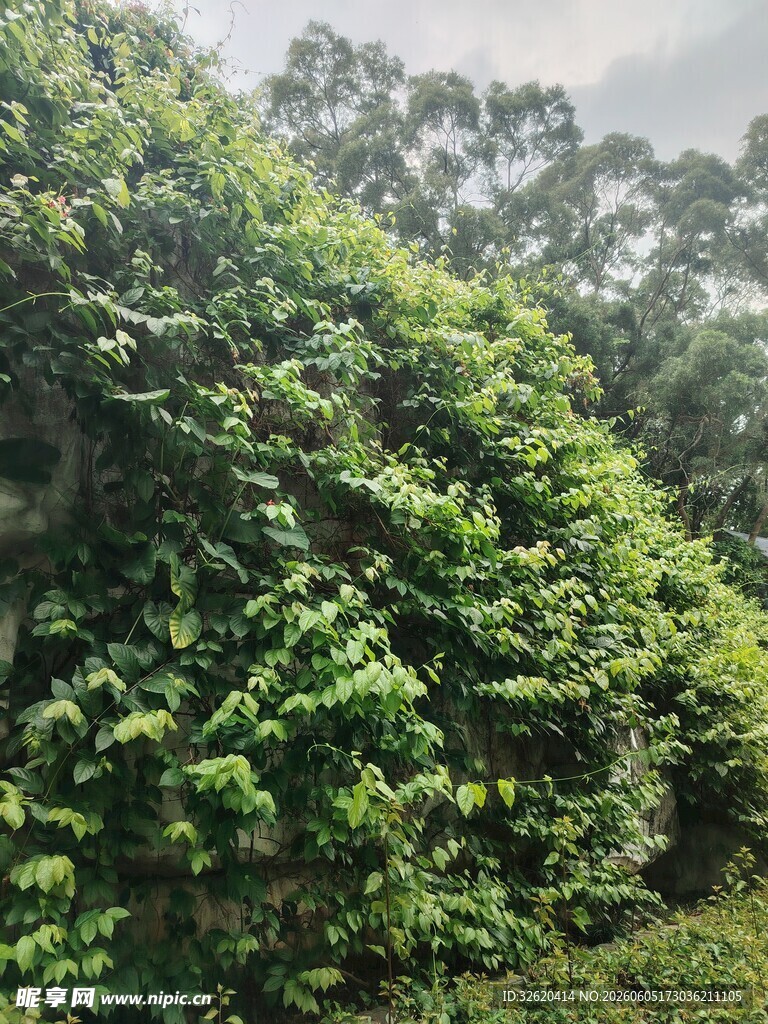 茂密绿植覆盖的山坡
