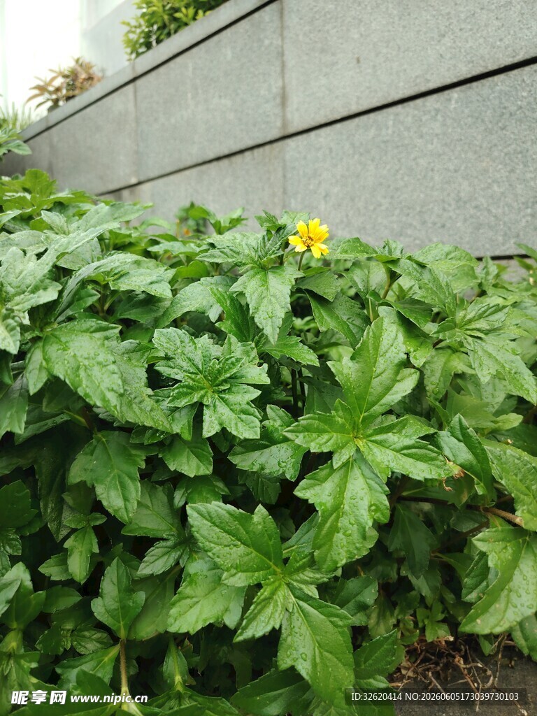 绿叶间的黄色小花