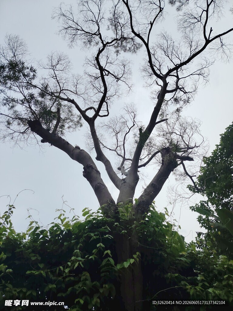 枯树挺立在葱郁绿植间
