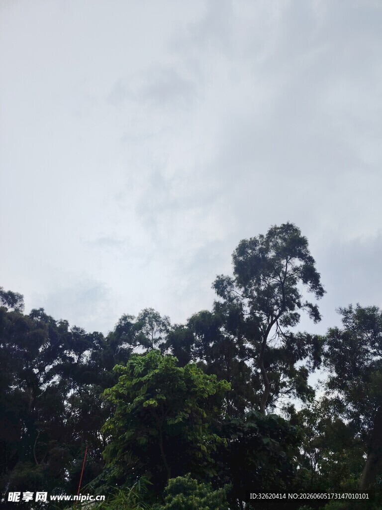 森林上空的多云景象