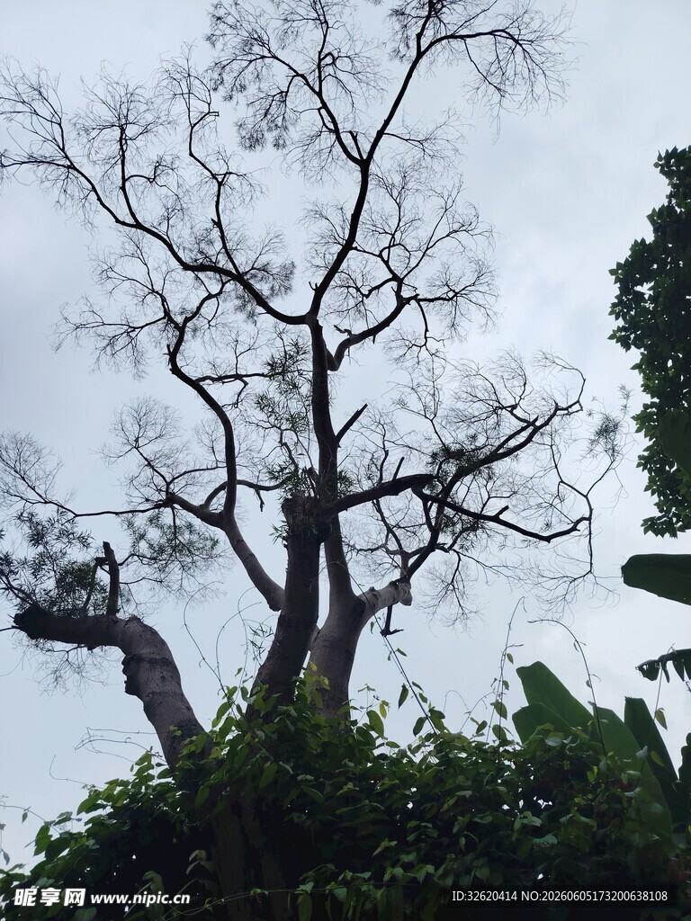枯树立于繁茂植被间