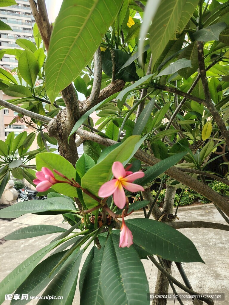 娇艳鸡蛋花绽放枝头