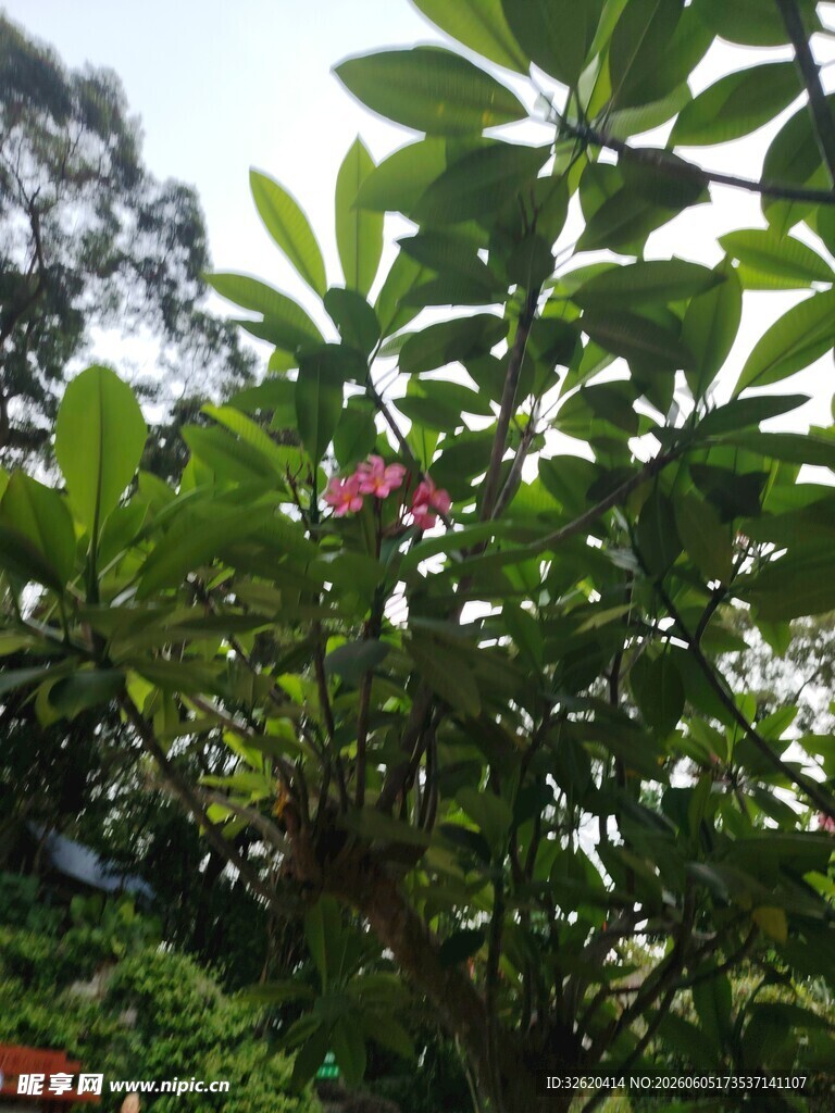 绿叶间绽放的娇艳花朵