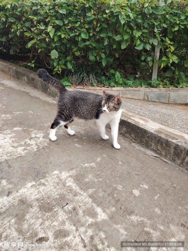 路边可爱小猫