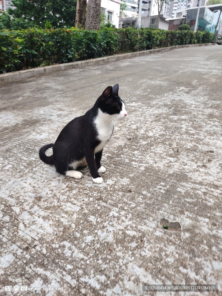 黑白小猫蹲坐于空旷之地