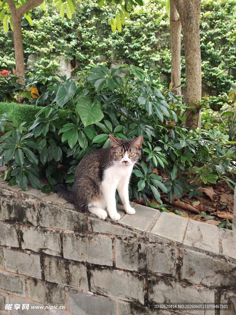 墙边萌猫