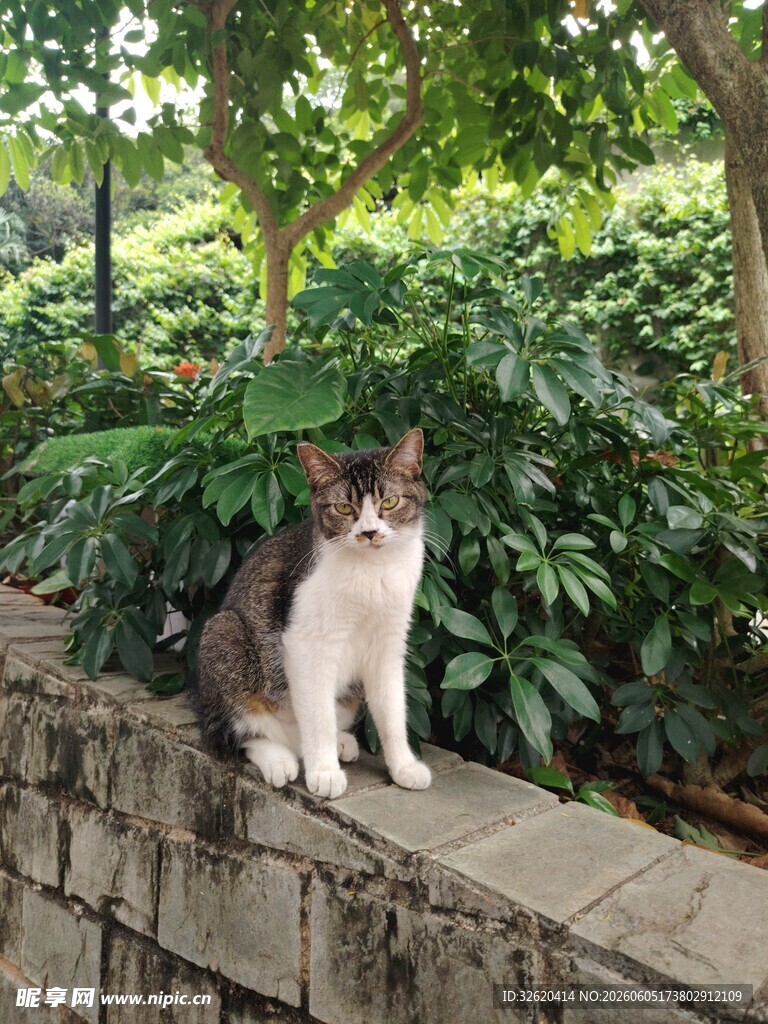 石台上的可爱猫咪