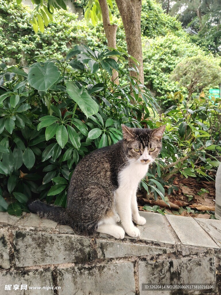 石台上的可爱猫咪
