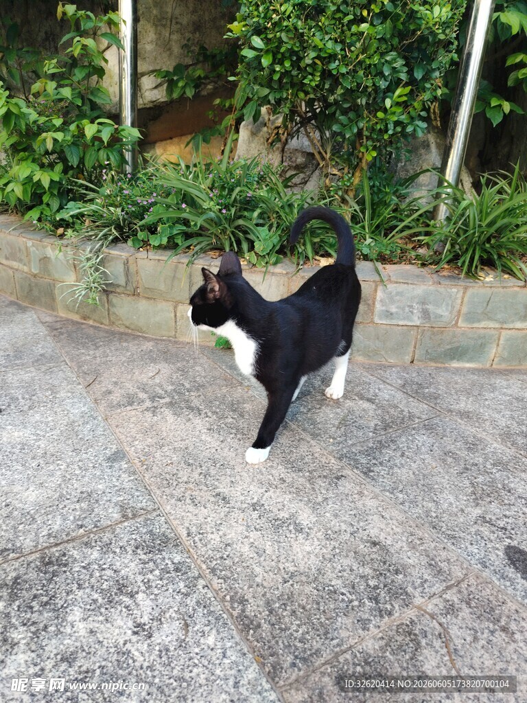 路上的黑白小猫