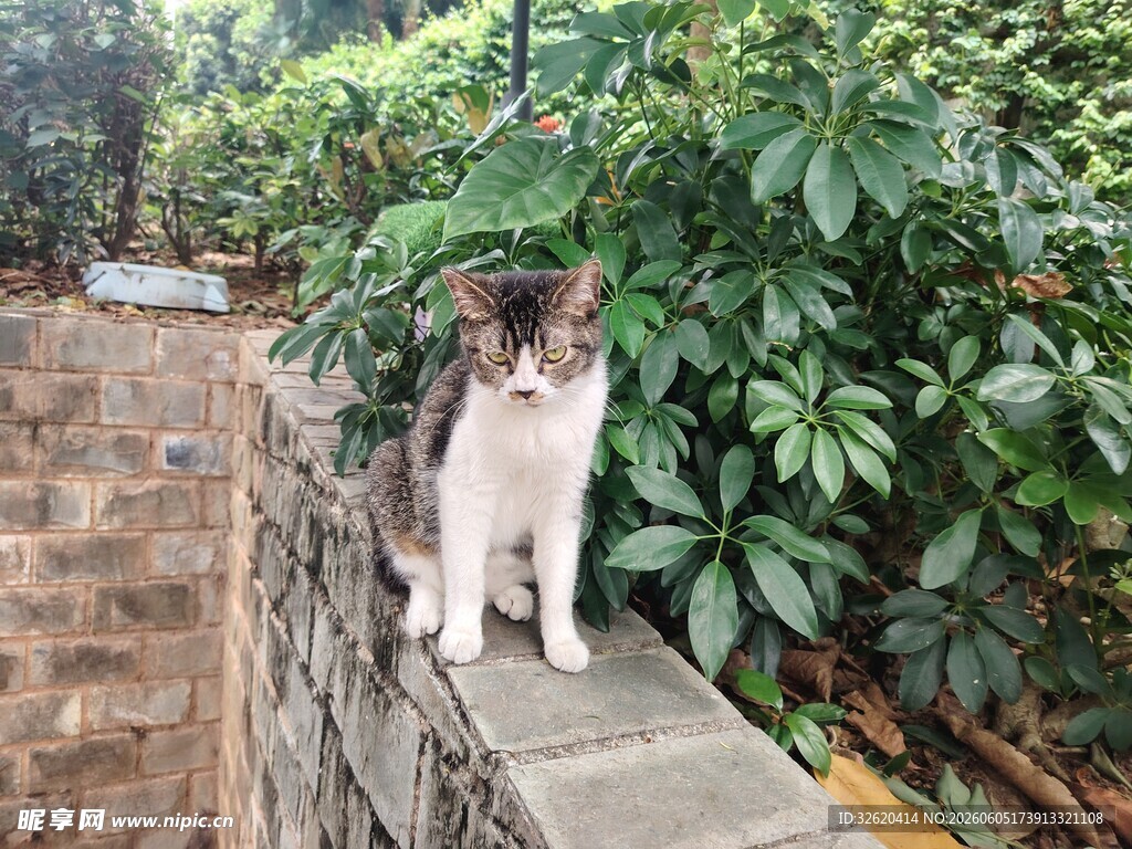 墙头猫咪