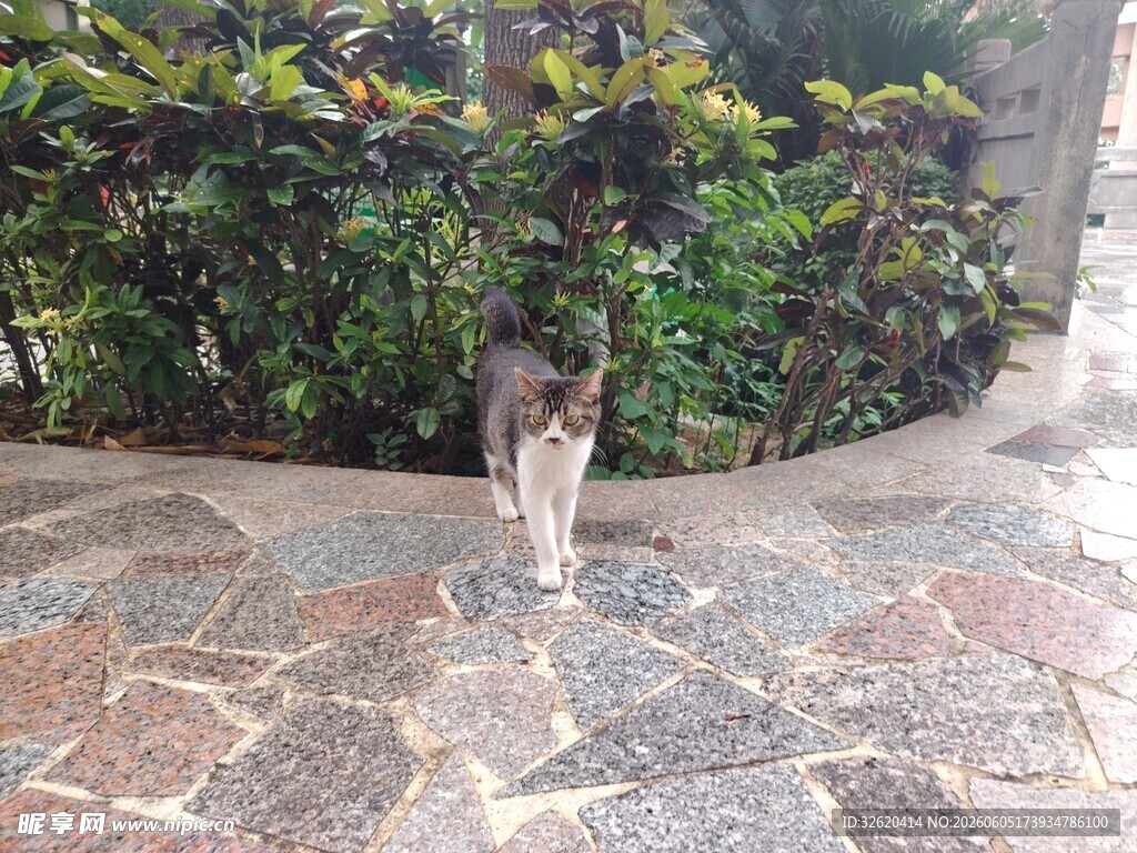 石径上的猫咪