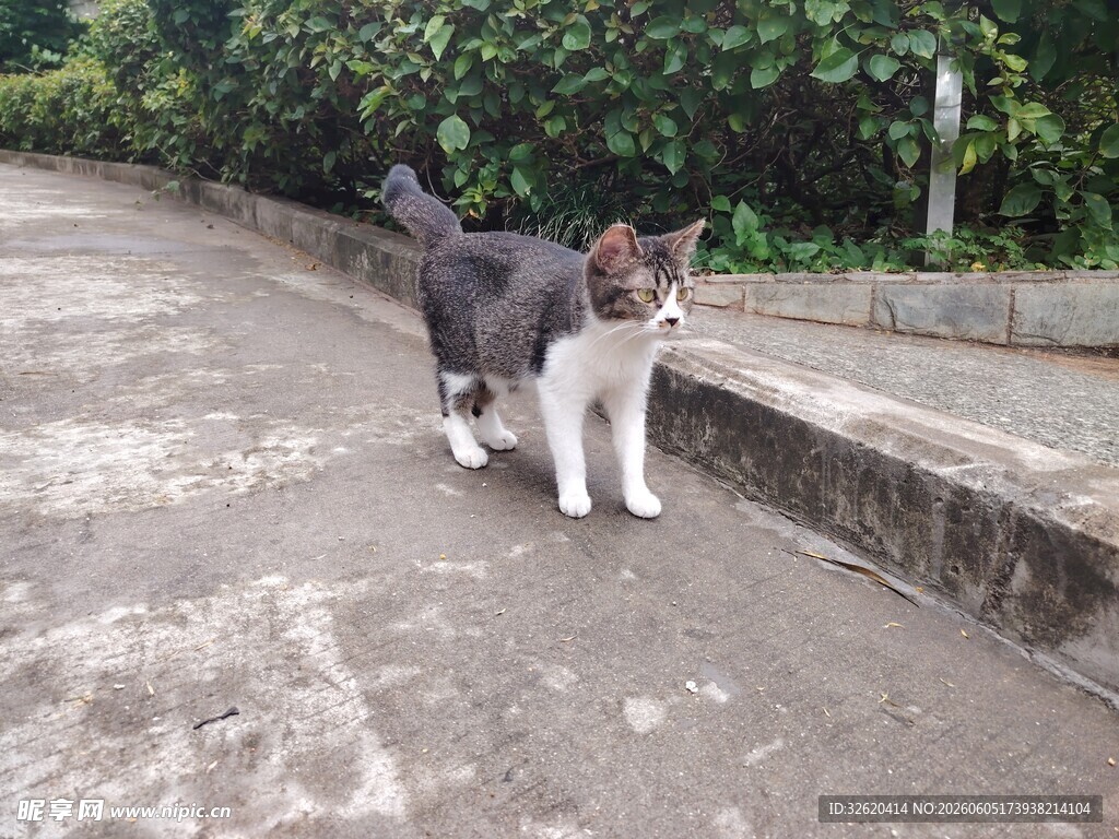 路边的可爱猫咪