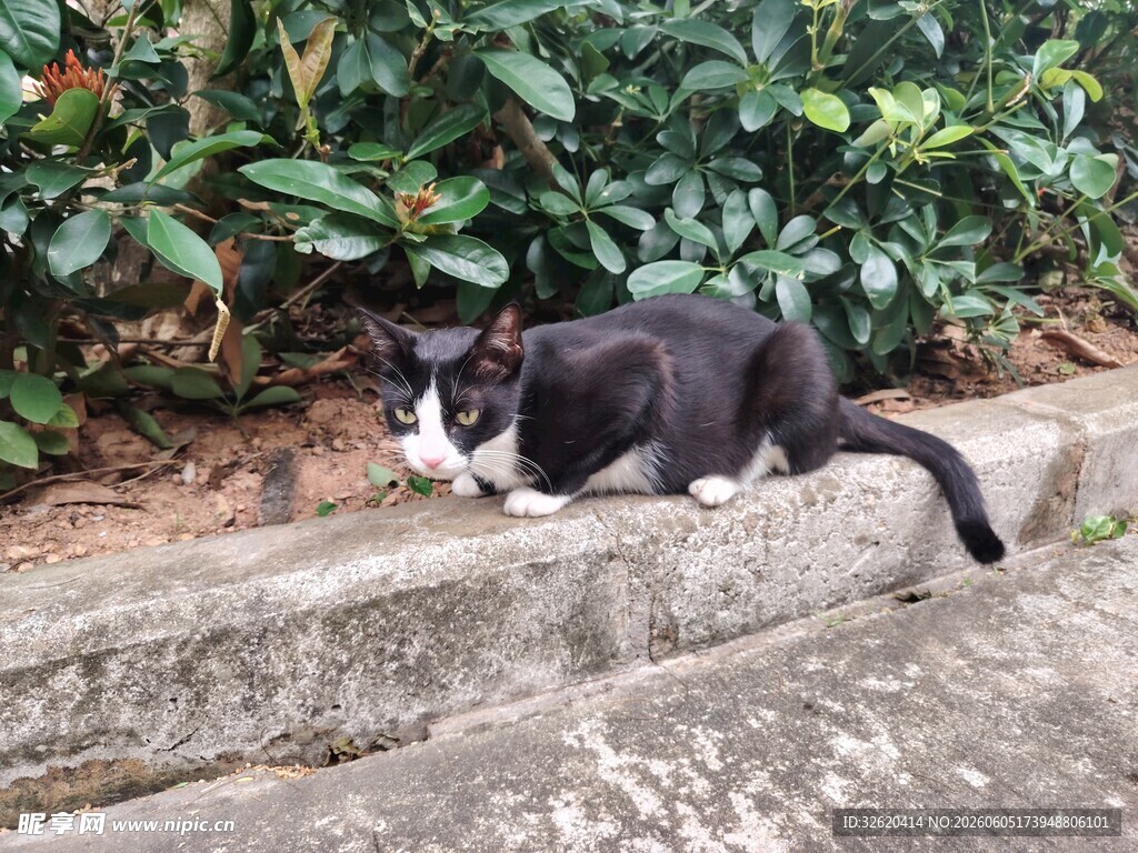 石台上休憩的黑白猫咪