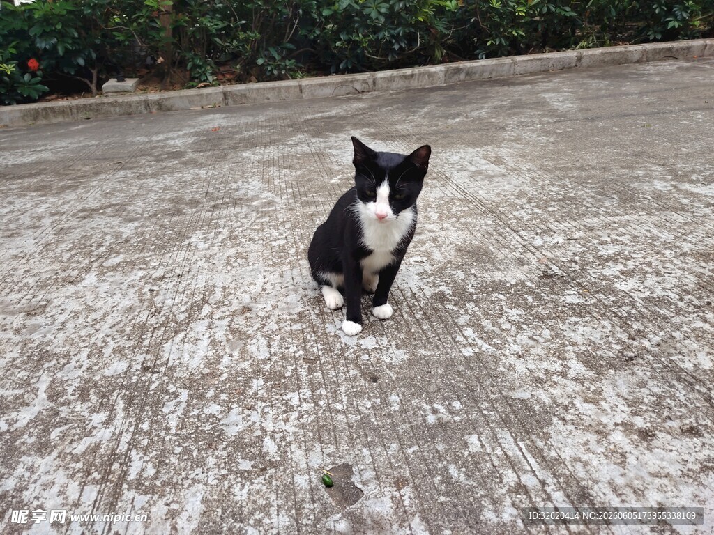 猫咪 黑白猫