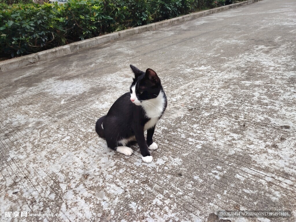 猫咪 黑白猫