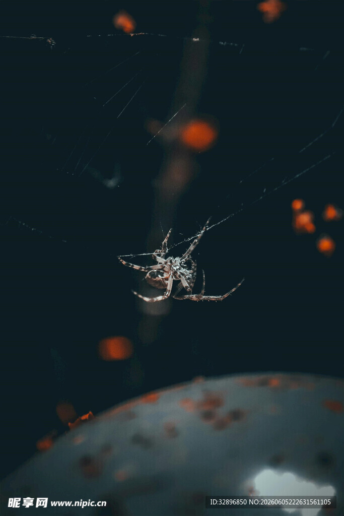 黑暗中发光的神秘蜘蛛