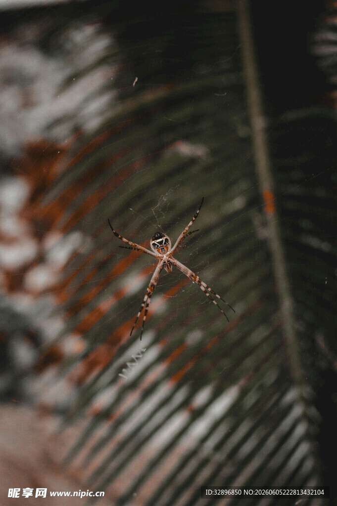 叶片上的红色小昆虫