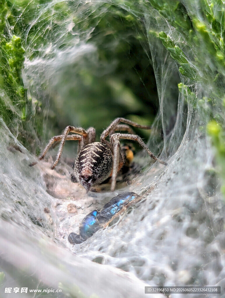 蜘蛛于网中捕食蓝色昆虫
