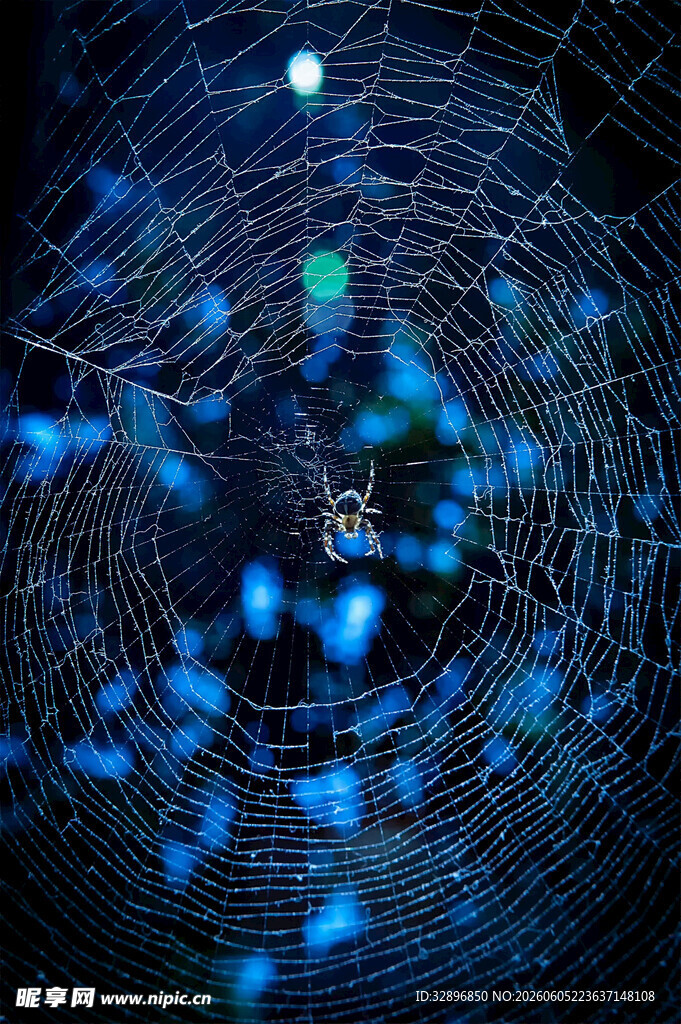 梦幻蓝色蛛网闪烁微光