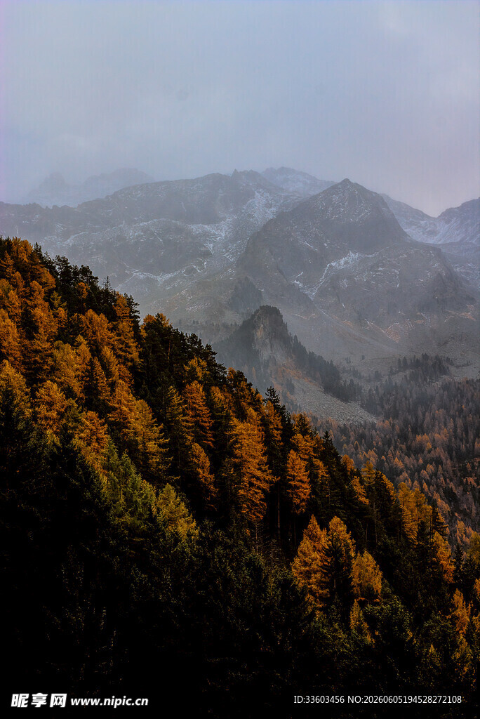 秋山林海云雾缭绕之景