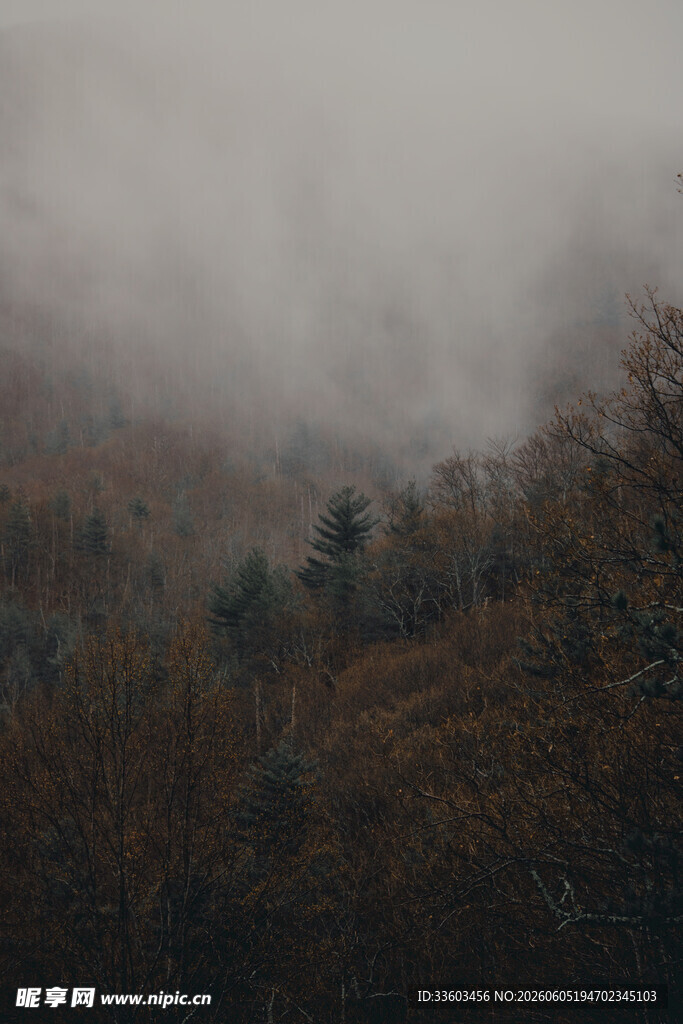 雾中朦胧山林景色