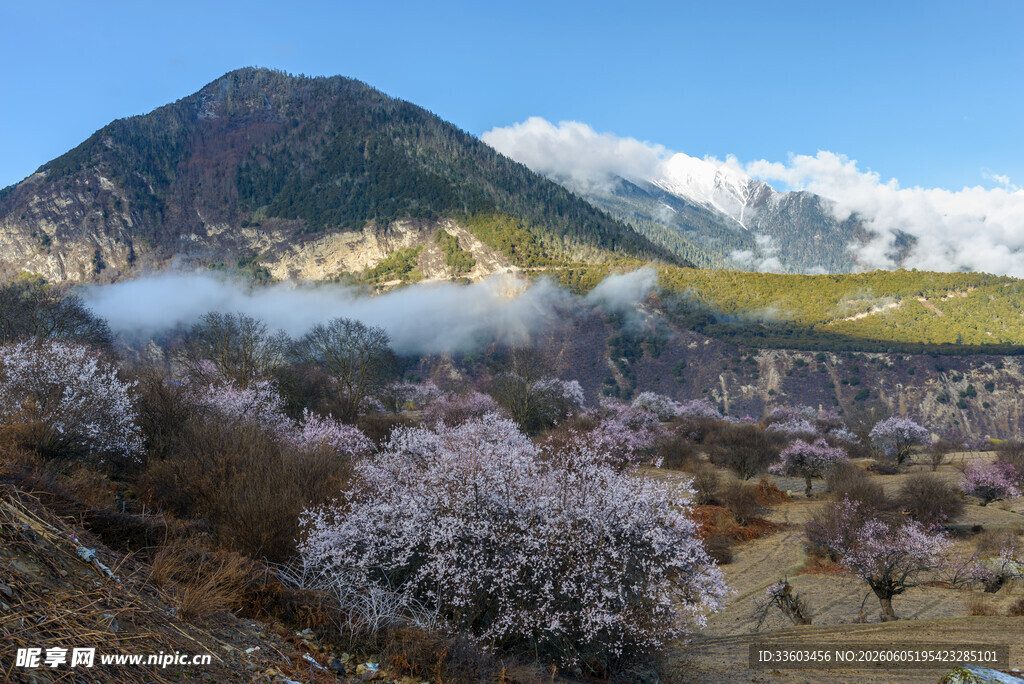 山间烂漫桃花与巍峨青山