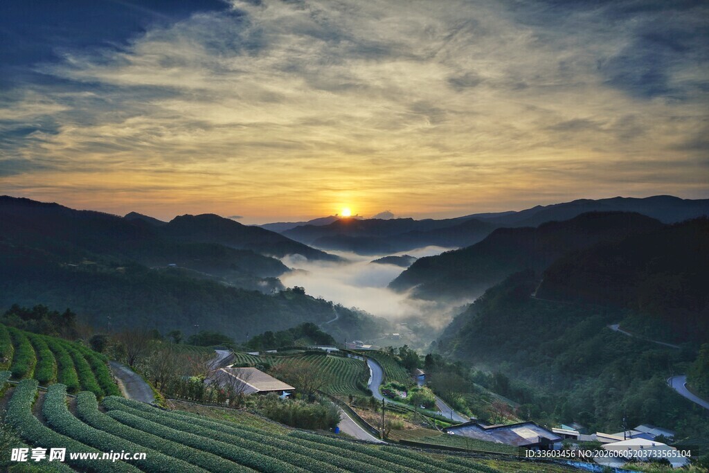 山间日出美景茶园雾霭