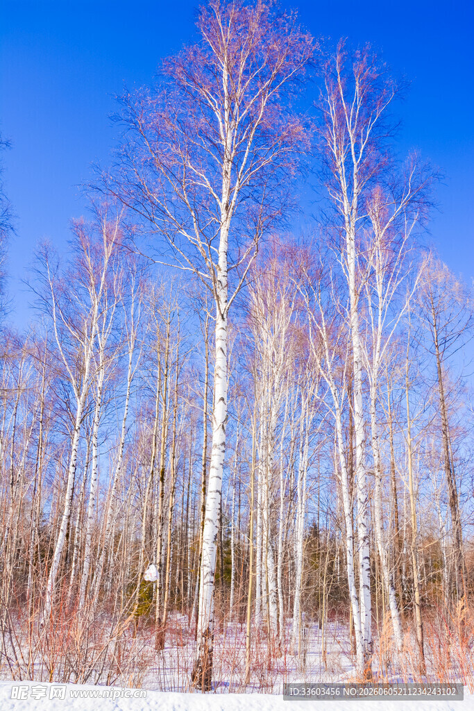 冬日白桦林雪景