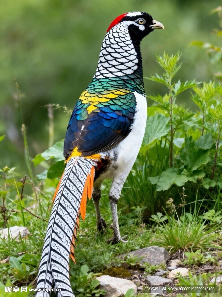 白腹锦鸡