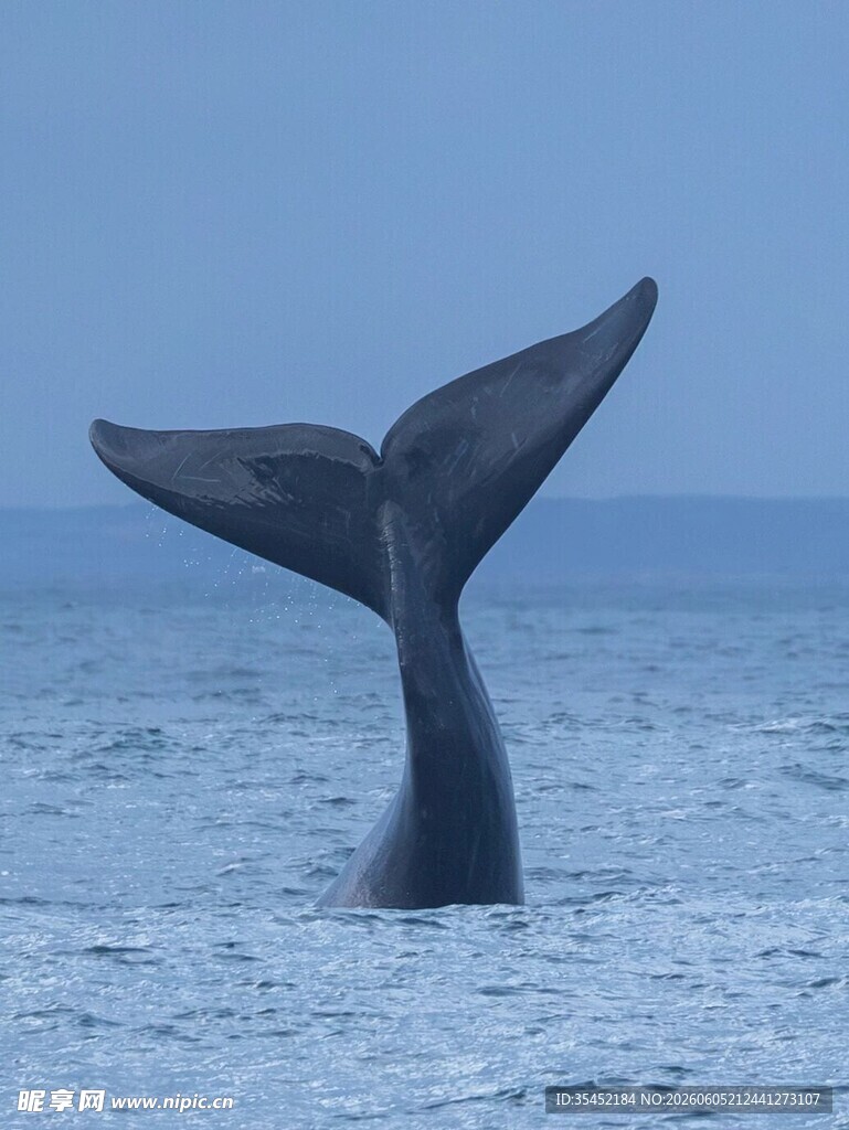 鲸鱼