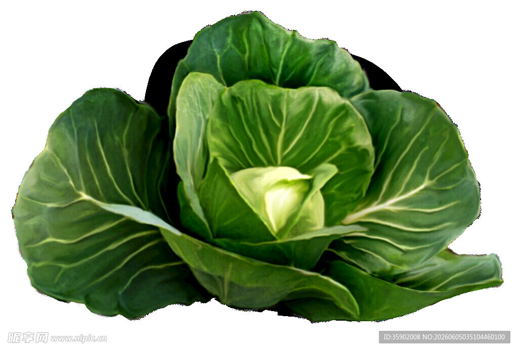 新鲜包心菜