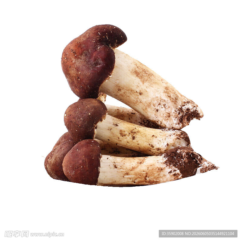 新鲜堆叠的美味野生蘑菇