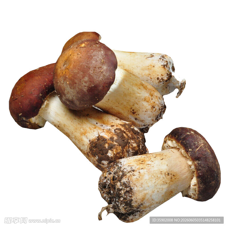 新鲜美味牛肝菌