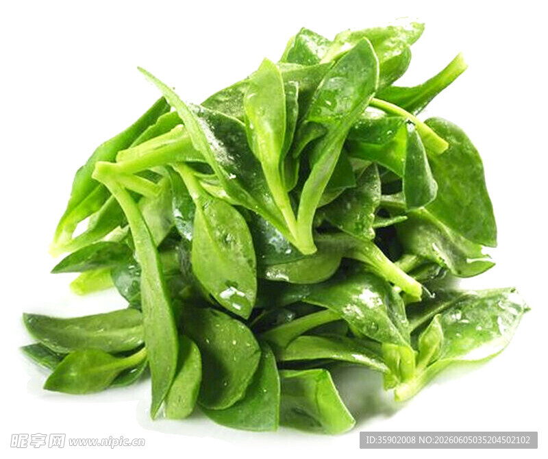 新鲜嫩绿菠菜叶