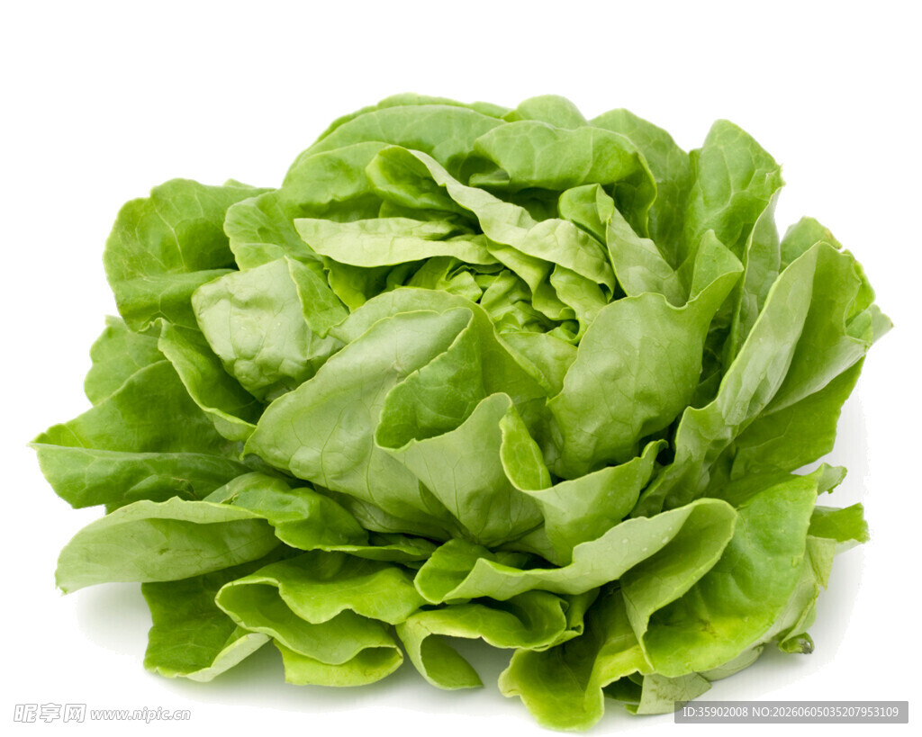 新鲜生菜