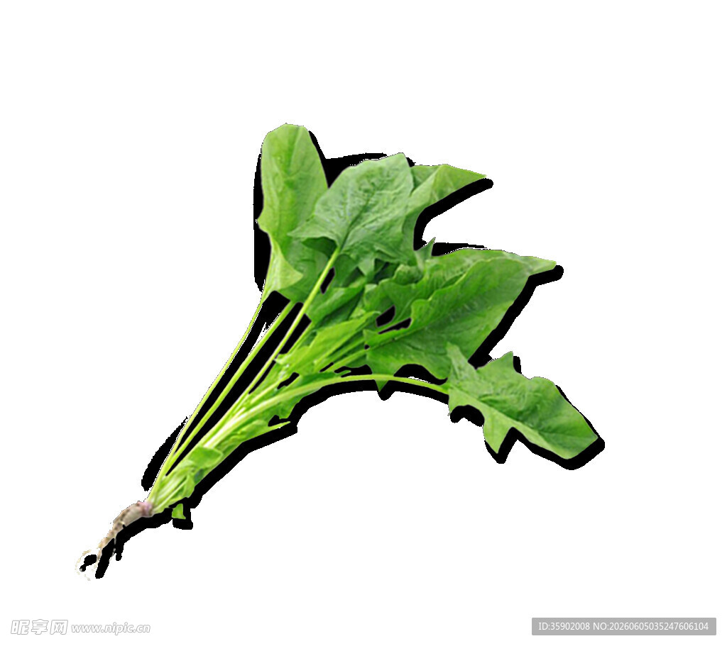 新鲜菠菜叶