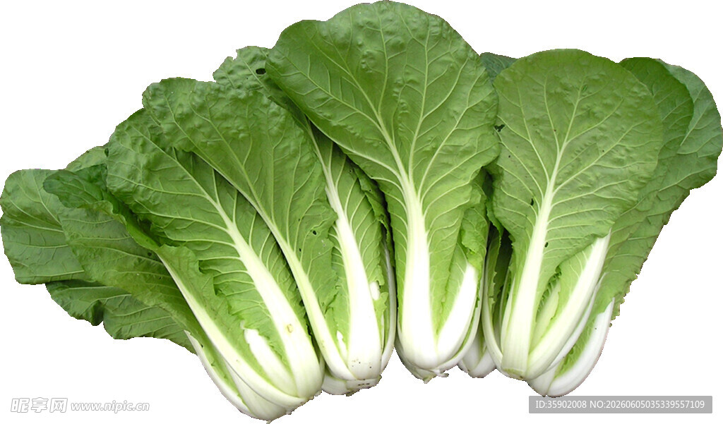 新鲜小白菜