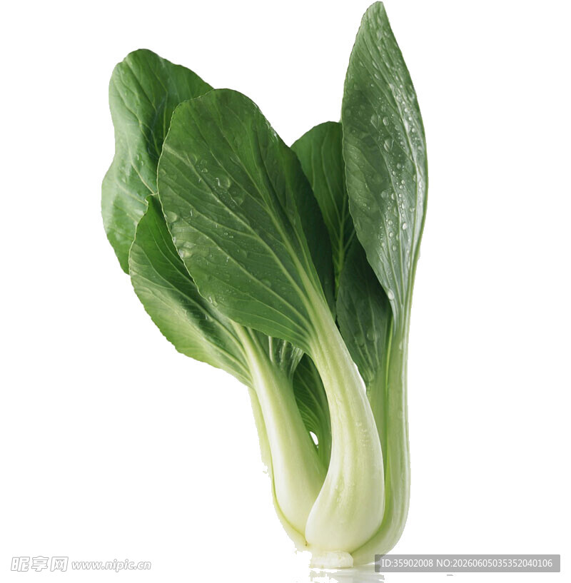 新鲜小白菜