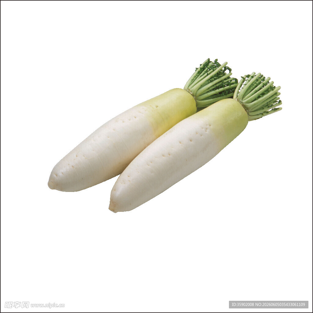 两根新鲜白萝卜