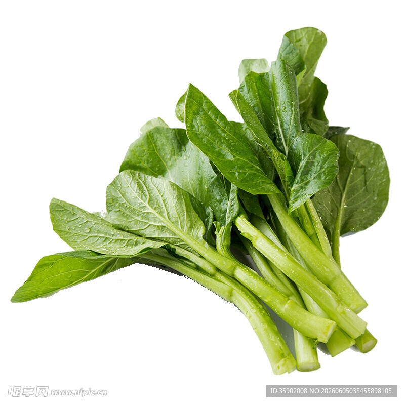 新鲜翠绿的青菜一束